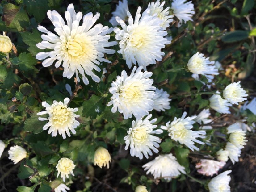  - Crizanteme 2017
