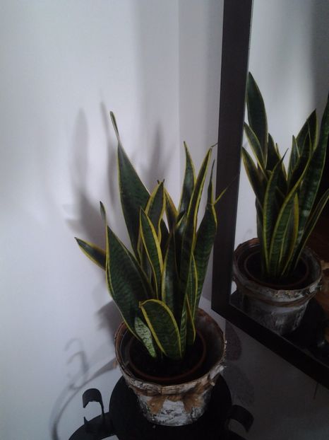 2017-07-31 18.38.04 - sansevieria