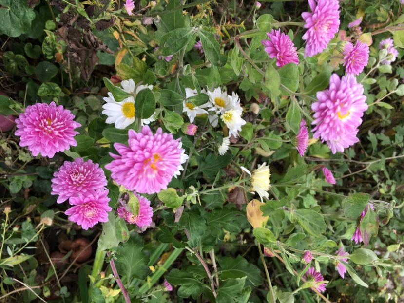  - Crizanteme 2017