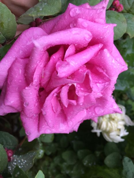 Mainzer Fastnacht - Trandafiri 2017