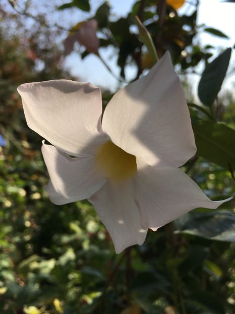  - Mandevilla 2017
