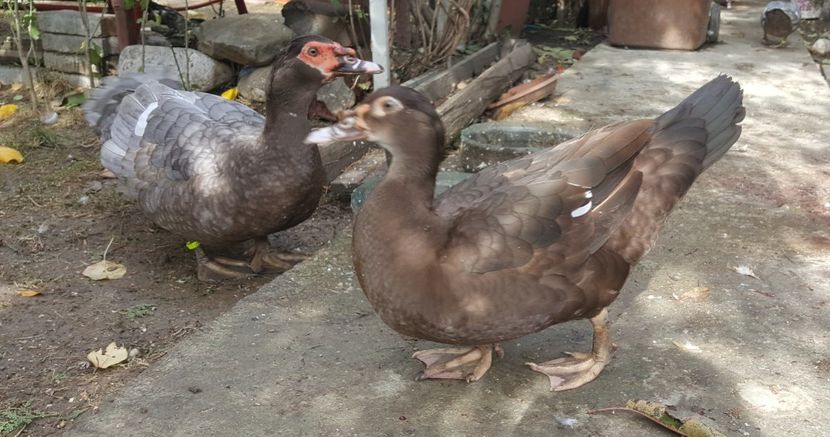 Warzenenten - Bomboane asortate 2017