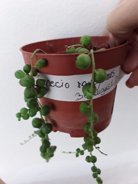  - Suculente mica pasiune