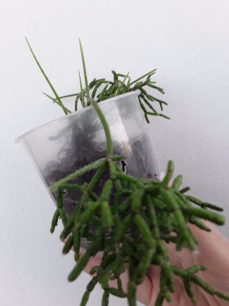  - Suculente mica pasiune