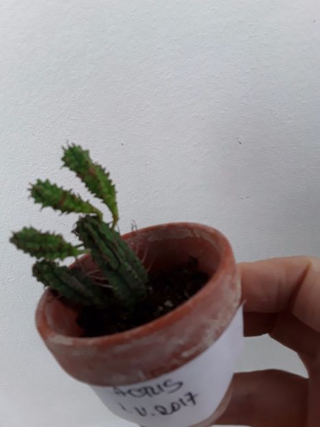  - Suculente mica pasiune