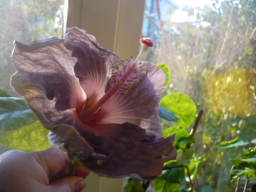 P1350347 - HIBISCUSI 2017-4