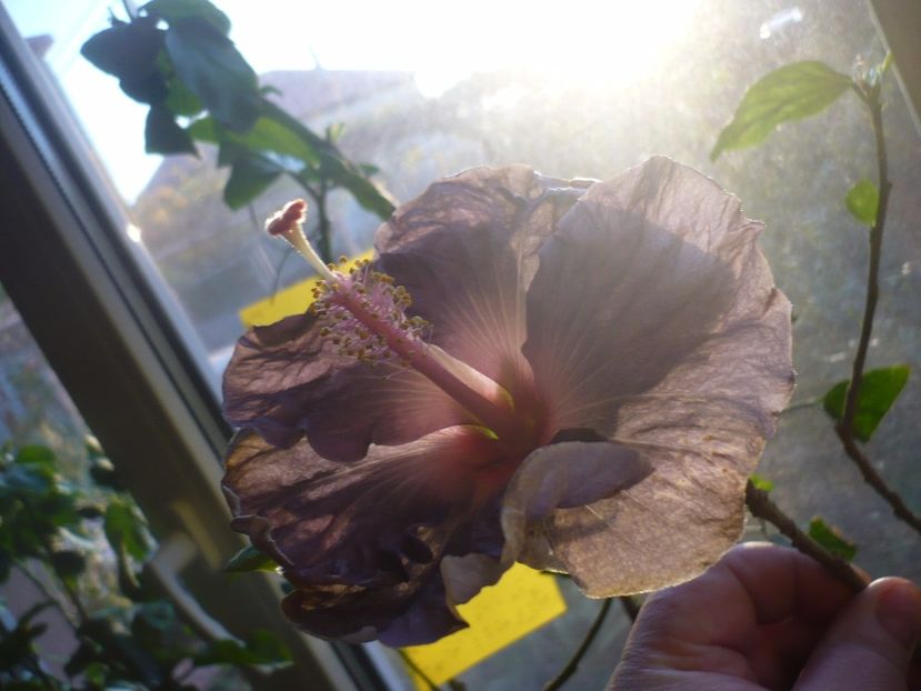 P1350348 - HIBISCUSI 2017-4