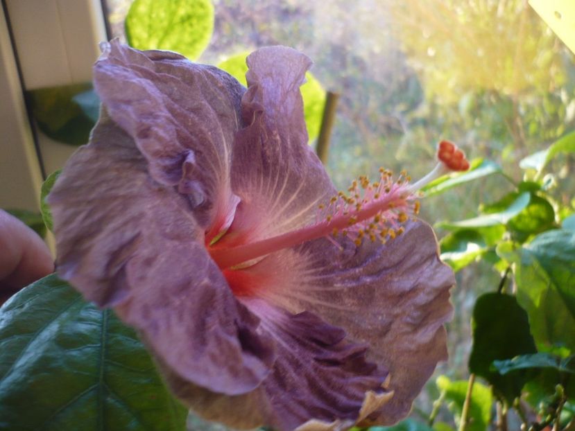 P1350349 - HIBISCUSI 2017-4