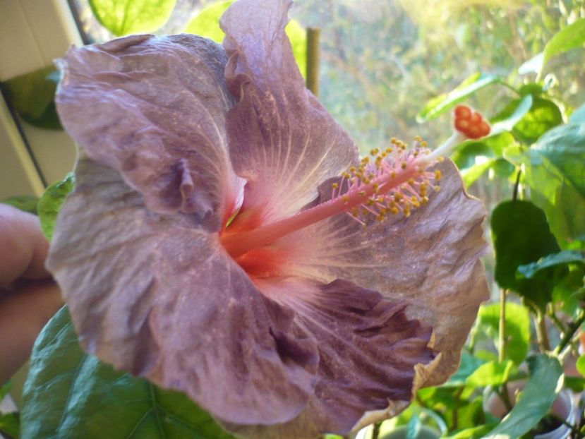 P1350352 - HIBISCUSI 2017-4