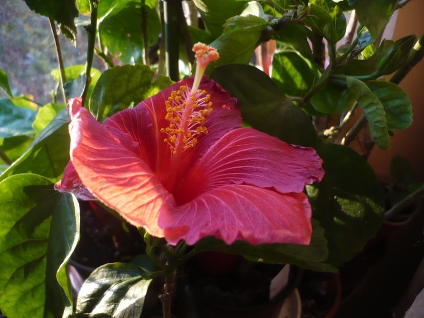 P1350353 - HIBISCUSI 2017-4