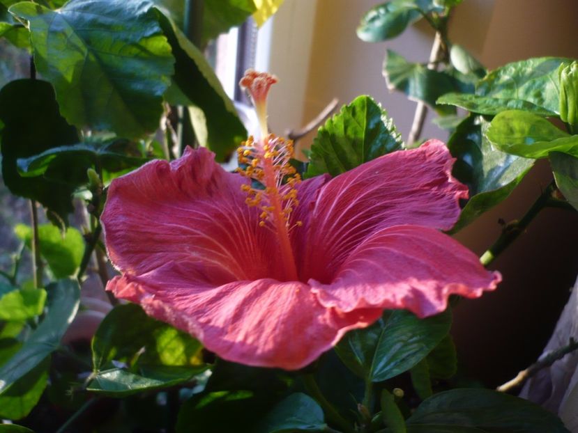 P1350354 - HIBISCUSI 2017-4