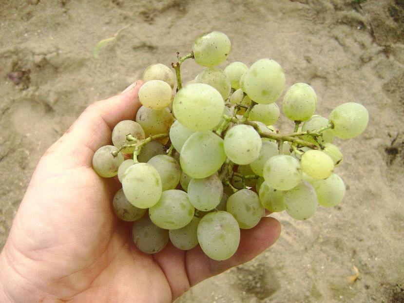 Struguri albi 5 - Struguri albi hibrizi