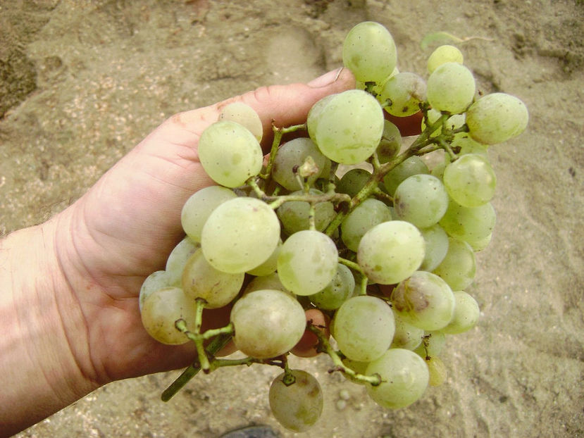 Struguri albi 3 - Struguri albi hibrizi