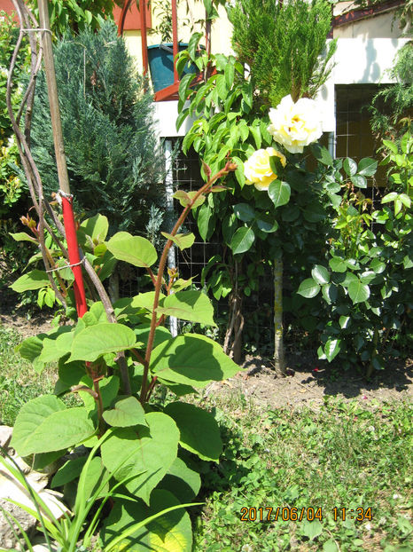 Picture 8045 - Kiwi Jenny