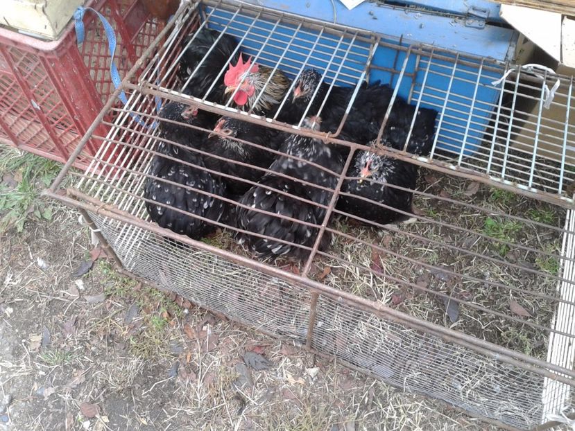 Fotografie0056 - 24---targ pancevo serbia 29 10 2017