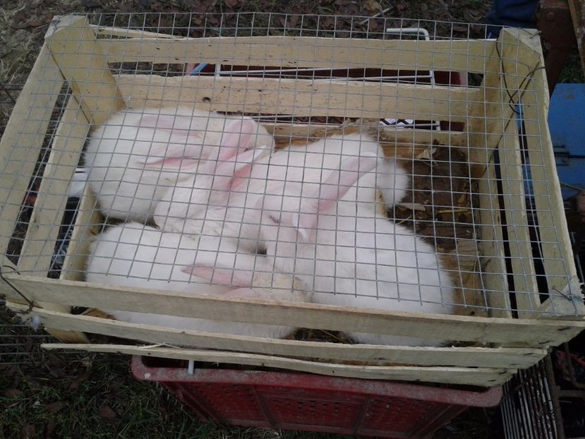 Fotografie0057 - 24---targ pancevo serbia 29 10 2017