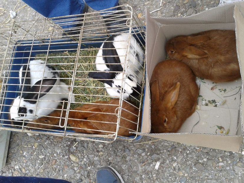 Fotografie0058 - 24---targ pancevo serbia 29 10 2017