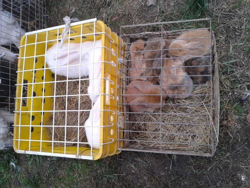 Fotografie0059 - 24---targ pancevo serbia 29 10 2017