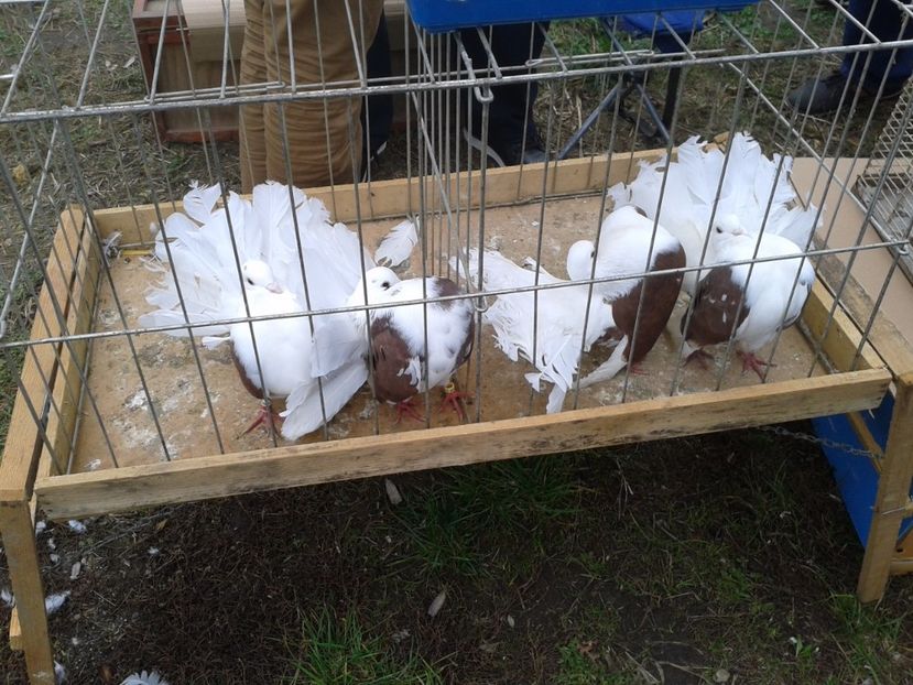 Fotografie0060 - 24---targ pancevo serbia 29 10 2017