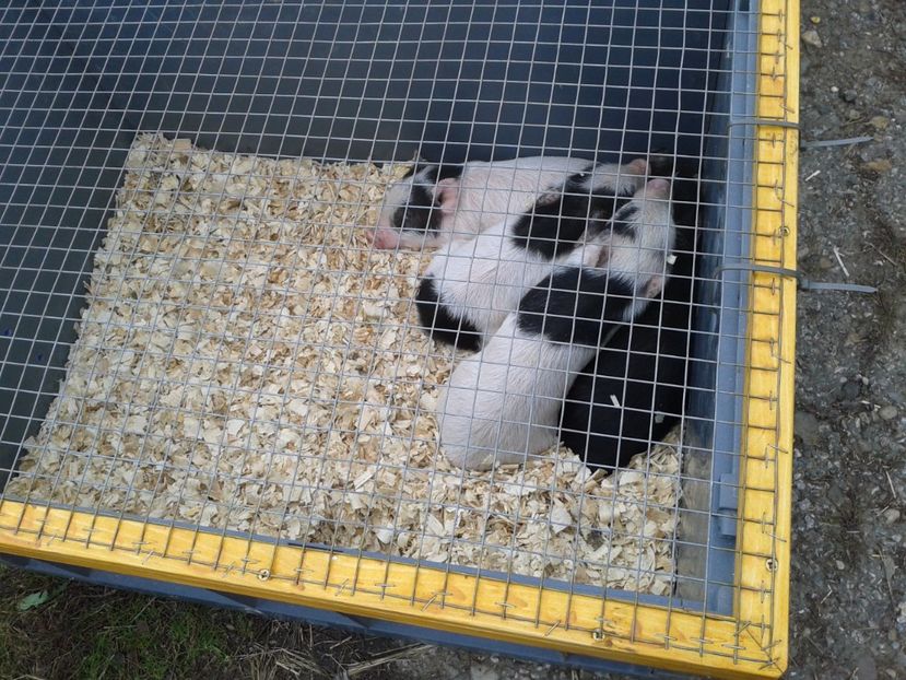 Fotografie0062 - 24---targ pancevo serbia 29 10 2017