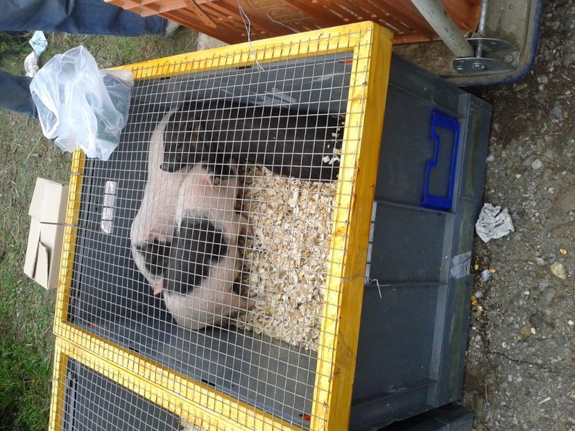 Fotografie0063 - 24---targ pancevo serbia 29 10 2017