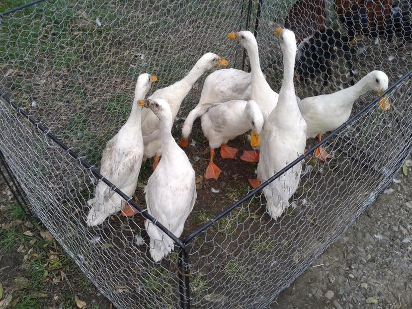 Fotografie0064 - 24---targ pancevo serbia 29 10 2017