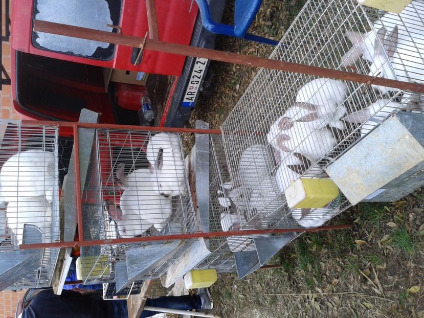 Fotografie0065 - 24---targ pancevo serbia 29 10 2017