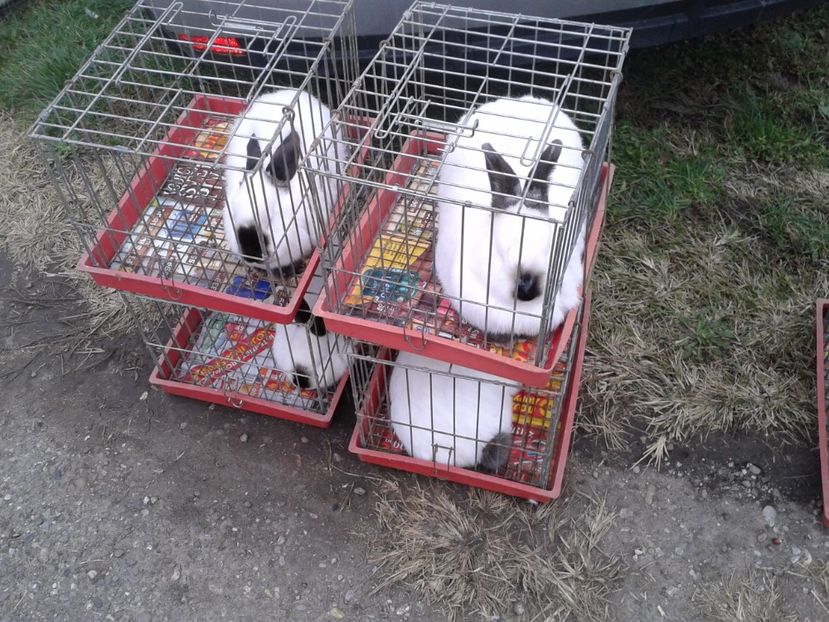 Fotografie0068 - 24---targ pancevo serbia 29 10 2017