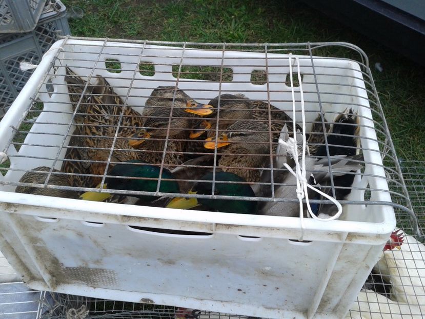 Fotografie0069 - 24---targ pancevo serbia 29 10 2017