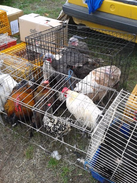 Fotografie0070 - 24---targ pancevo serbia 29 10 2017