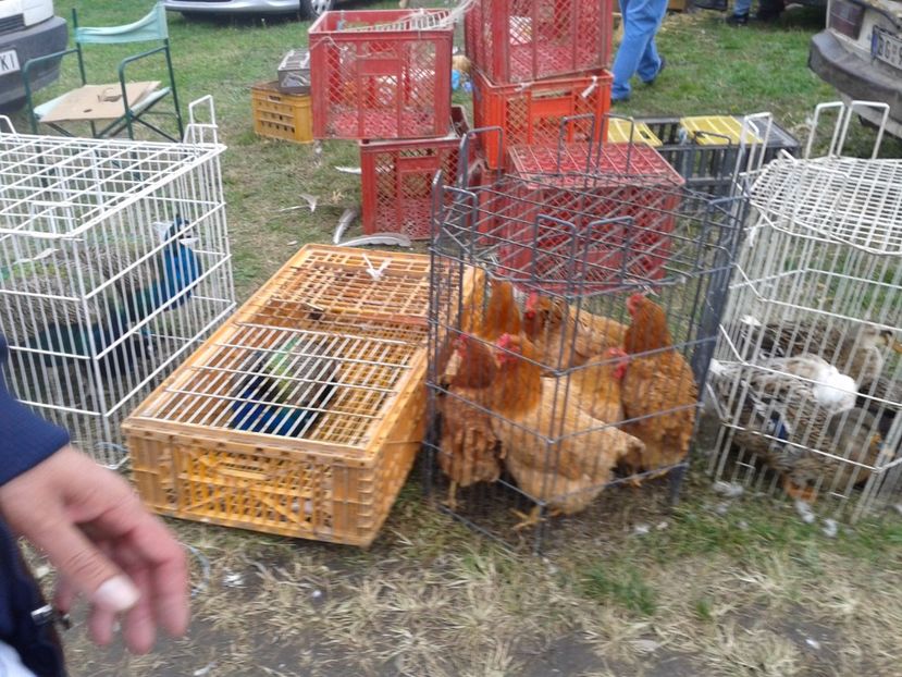 Fotografie0071 - 24---targ pancevo serbia 29 10 2017