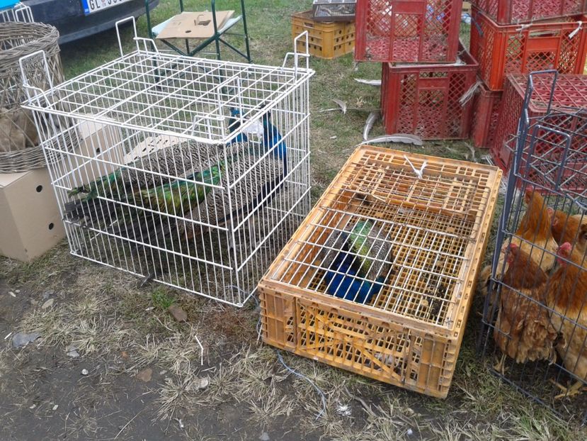 Fotografie0072 - 24---targ pancevo serbia 29 10 2017