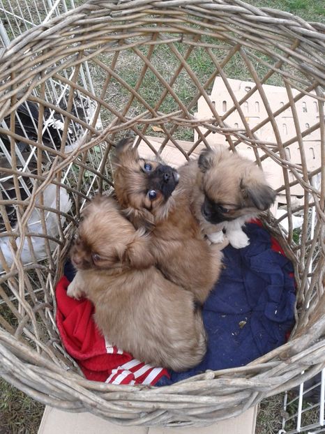 Fotografie0074 - 24---targ pancevo serbia 29 10 2017