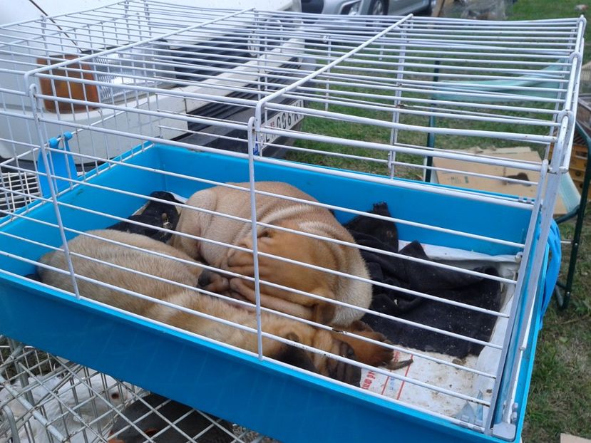 Fotografie0075 - 24---targ pancevo serbia 29 10 2017