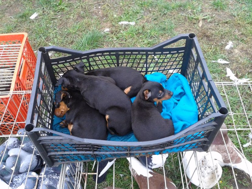 Fotografie0076 - 24---targ pancevo serbia 29 10 2017