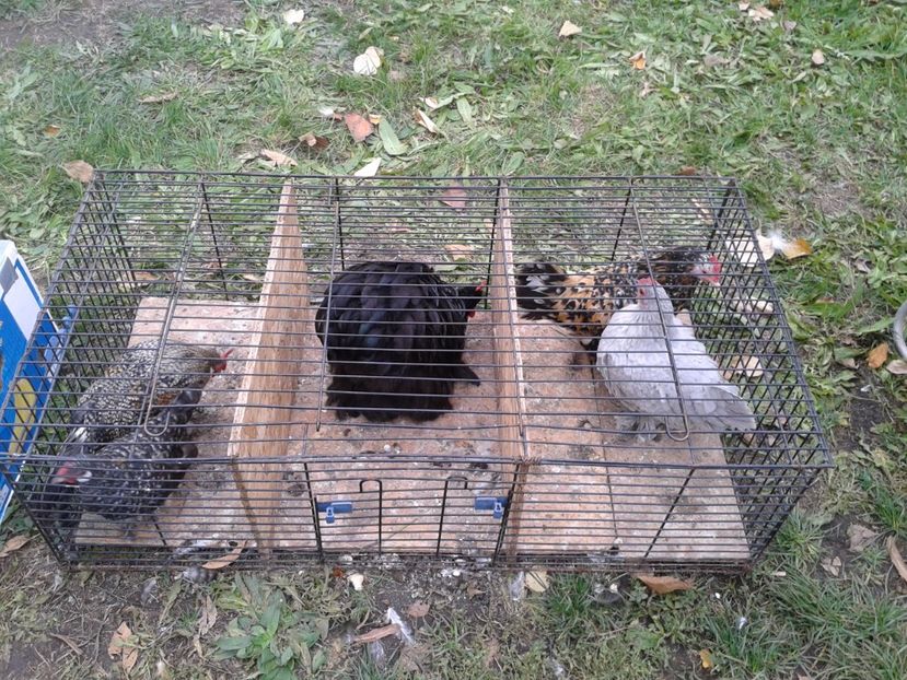 Fotografie0078 - 24---targ pancevo serbia 29 10 2017