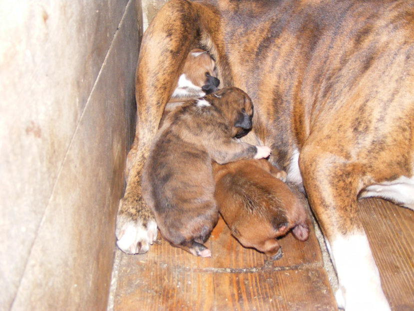 nou 122 - CATEI 2017 SERIA A DOUA