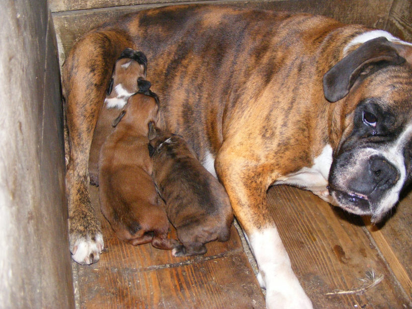 nou 123 - CATEI 2017 SERIA A DOUA