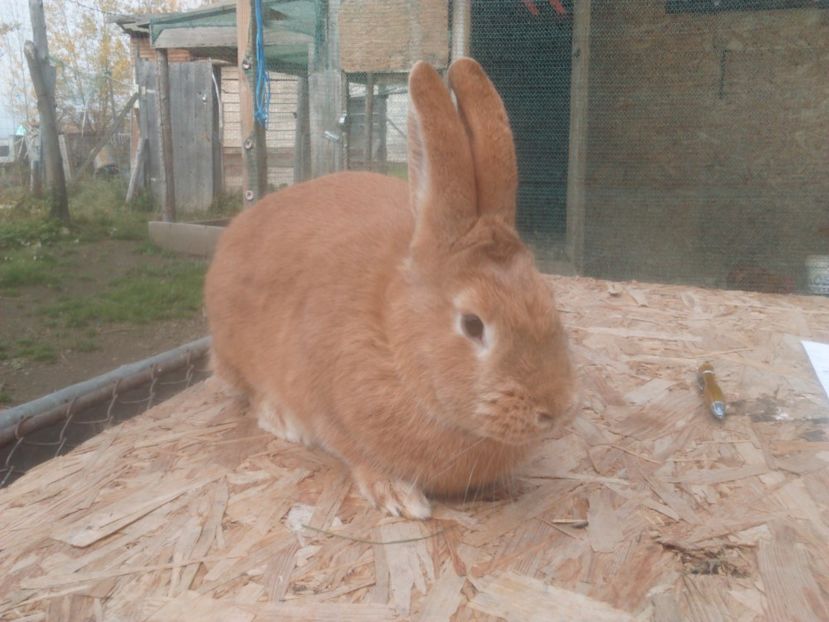  - Burgunder rosu femela 1