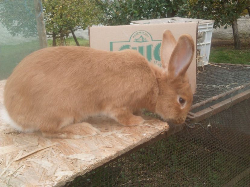  - Burgunder rosu mascul 1