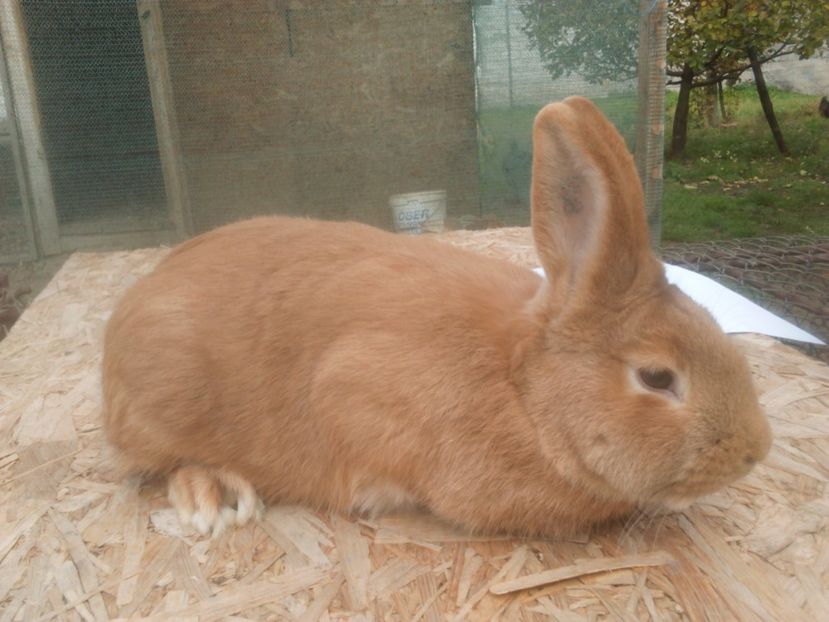  - Burgunder rosu mascul 1