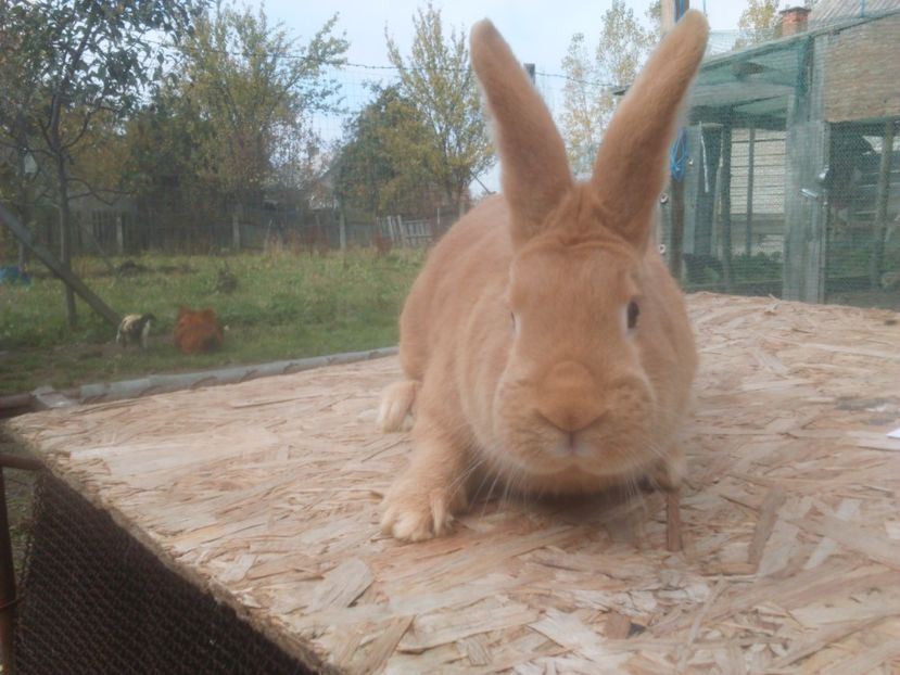  - Burgunder rosu mascul 2 din Ungaria