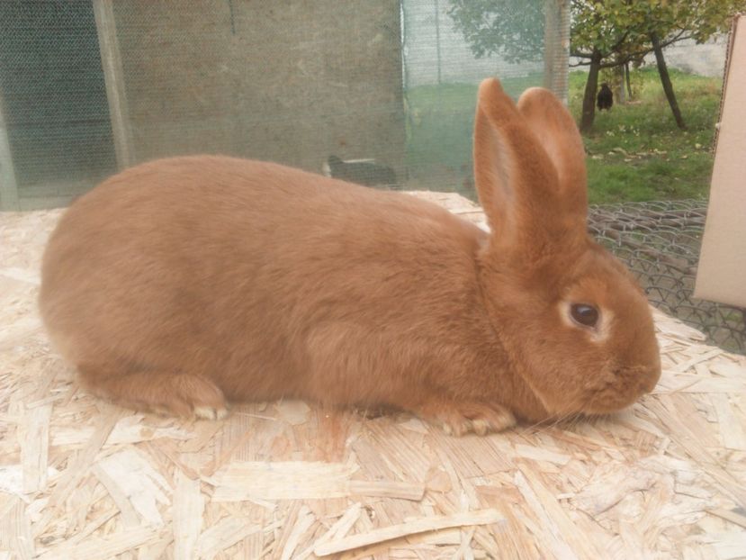  - Neozeelandez rosu femela 1