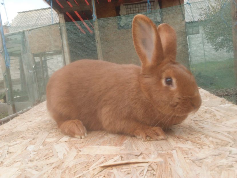  - Neozeelandez rosu femela 1