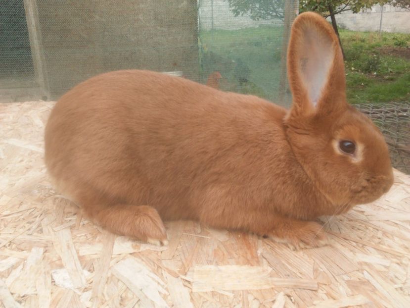  - Neozeelandez rosu femela 1