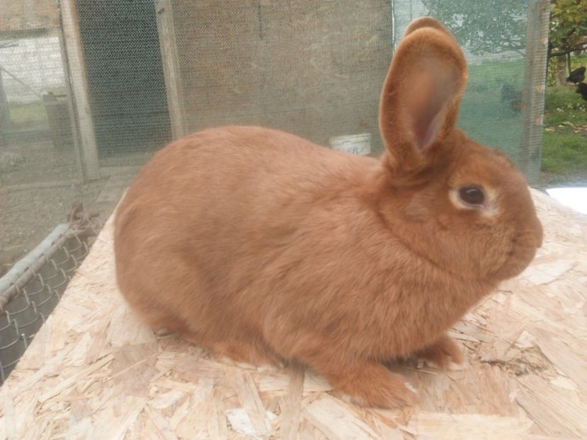  - Neozeelandez rosu femela 2