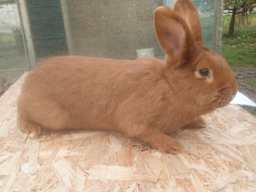  - Neozeelandez rosu femela 3