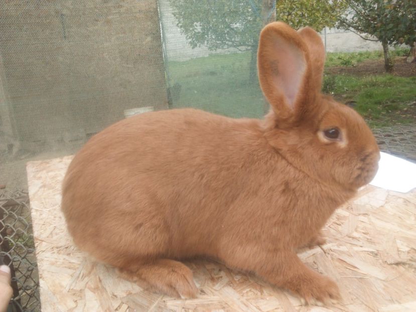  - Neozeelandez rosu femela 3