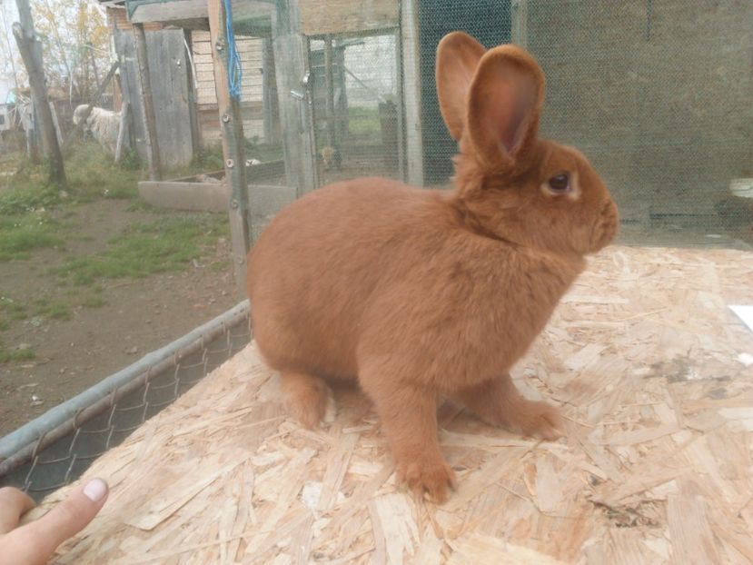  - Neozeelandez rosu femela 3