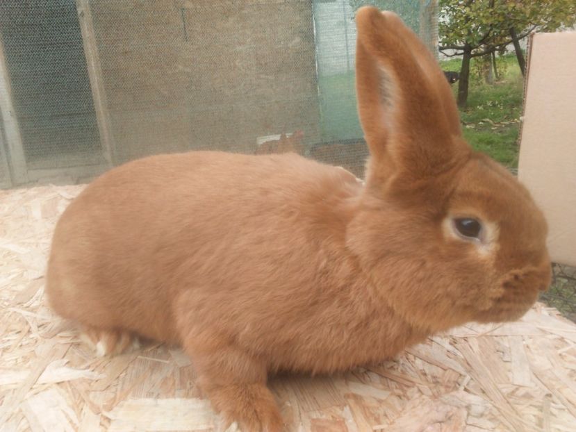  - Neozeelandez rosu msacul 2